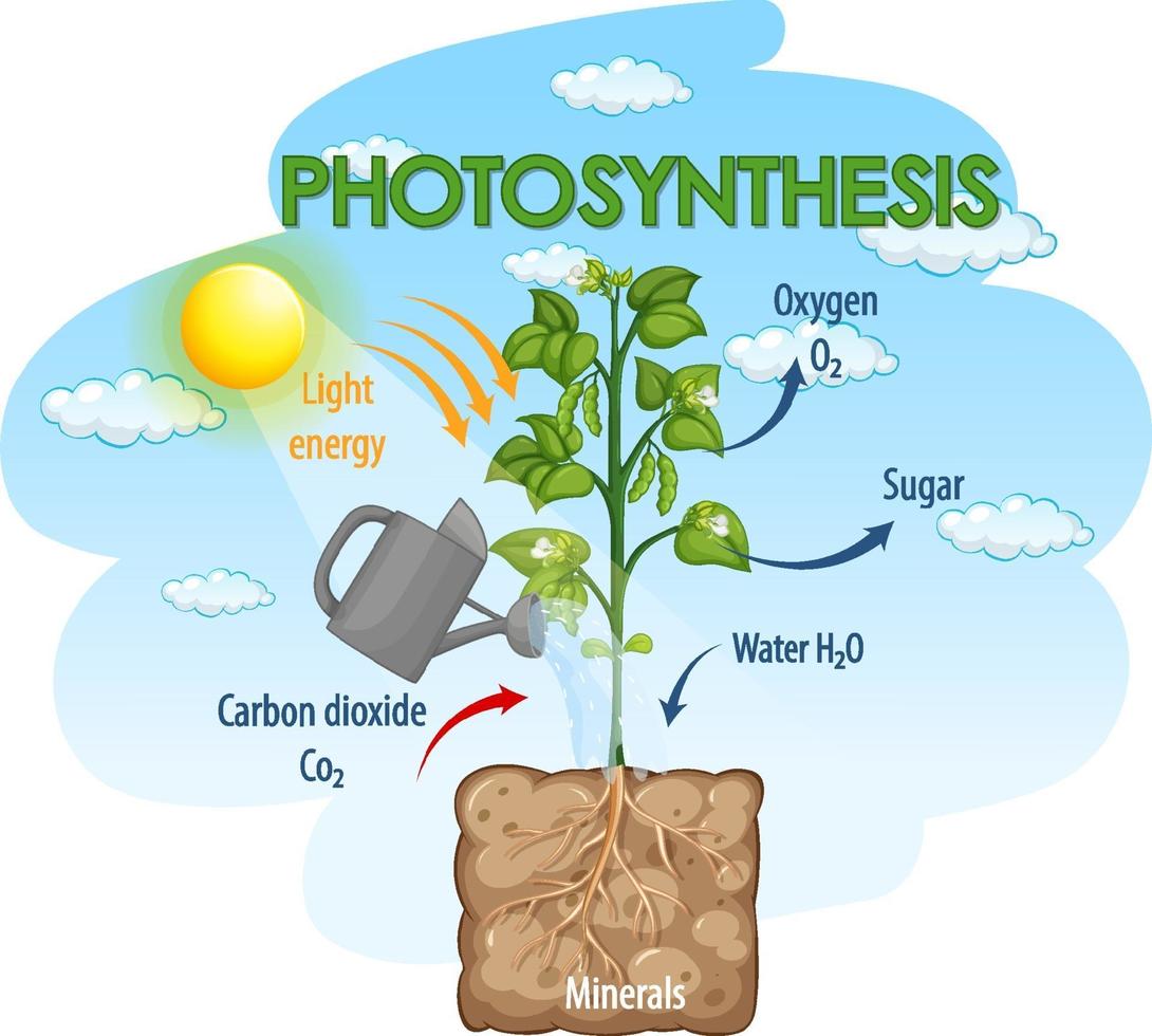 Diagram showing process of photosynthesis in plant vector