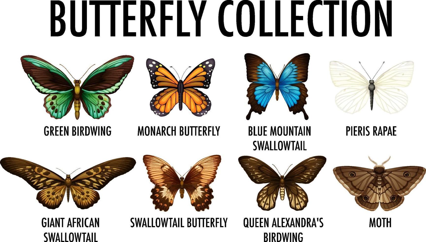 conjunto de diferentes colección de mariposas vector