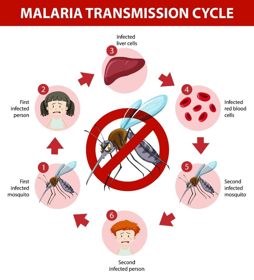 infografía de información del ciclo de transmisión de la malaria vector