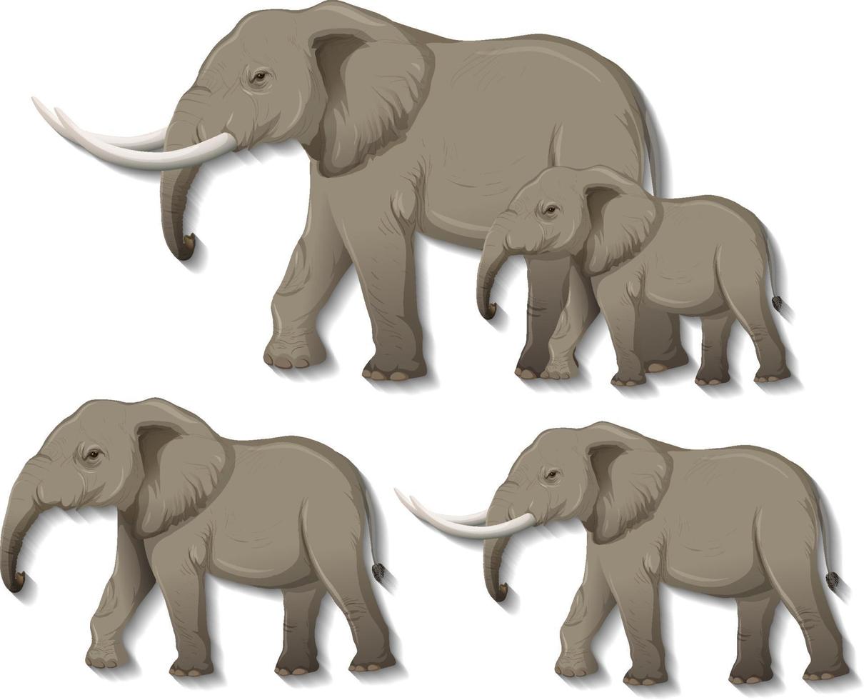 Set of isolated elephants on white background vector