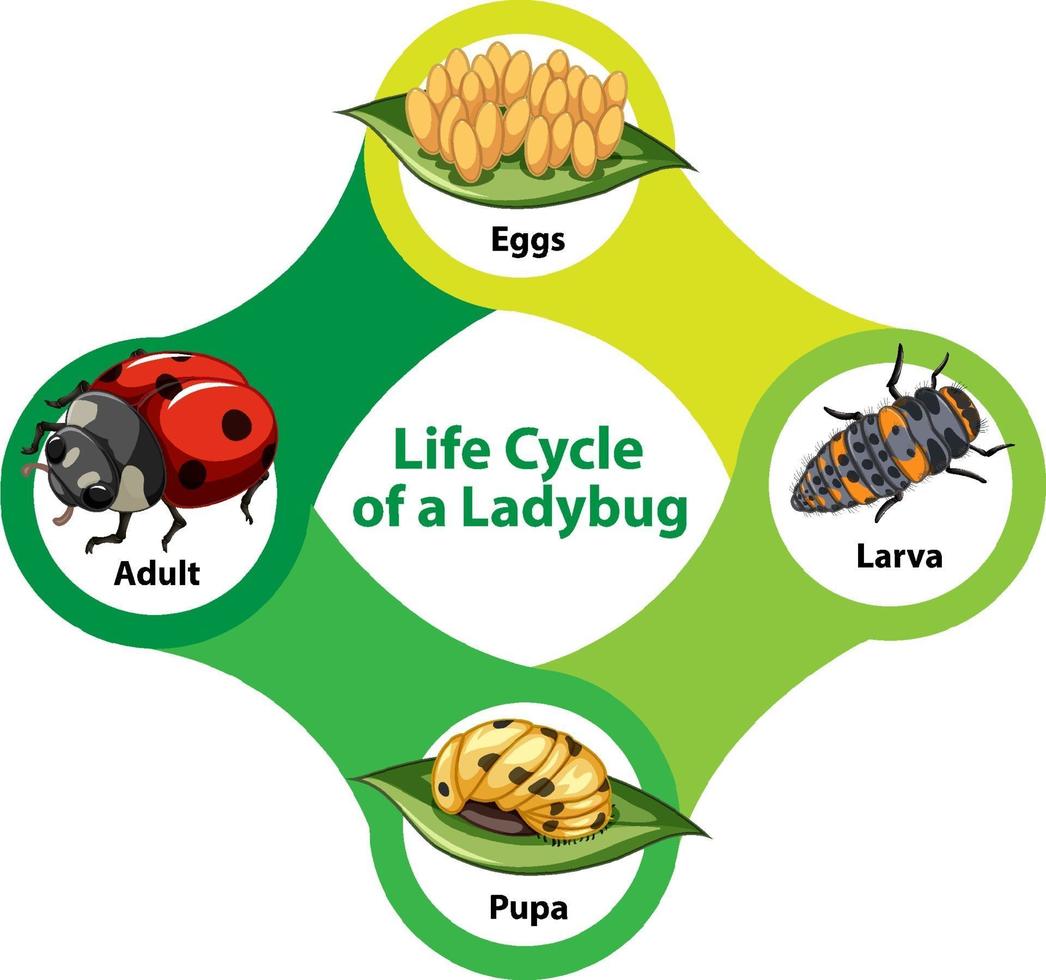 ciclo de vida de un diagrama de mariquita vector