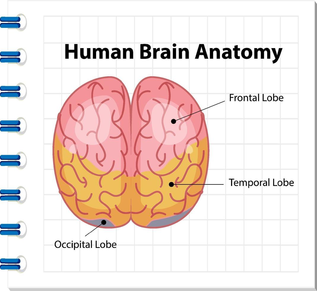cartel de información del diagrama del cerebro humano vector