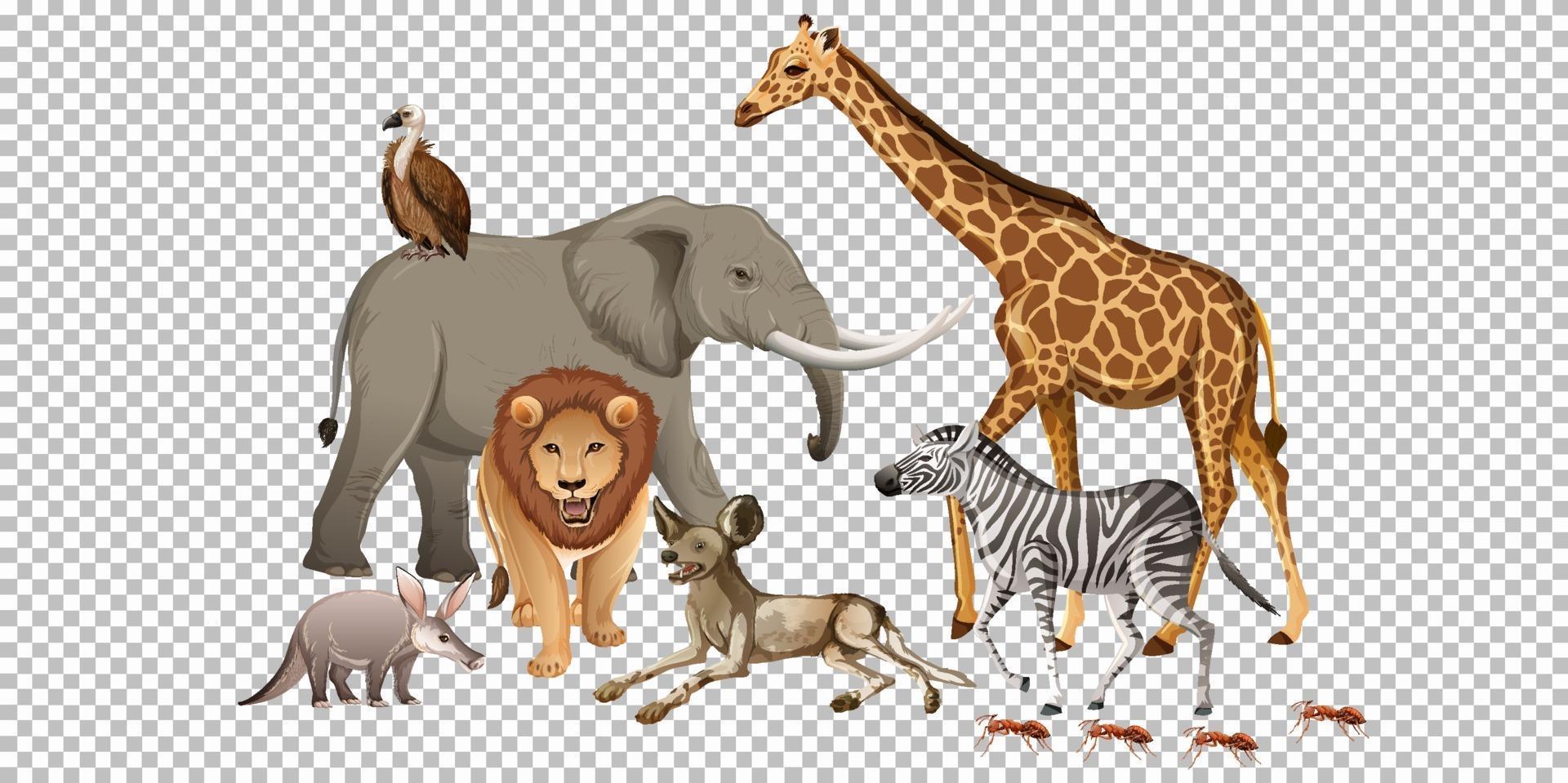 Group of wild african animal on transparent background vector