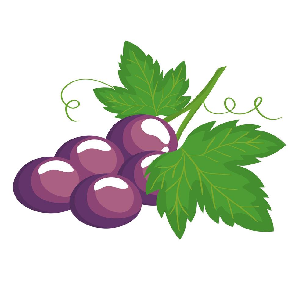 grapes fruit icon vector design