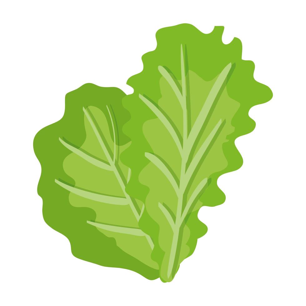 icono saludable vegetal de lechuga fresca vector