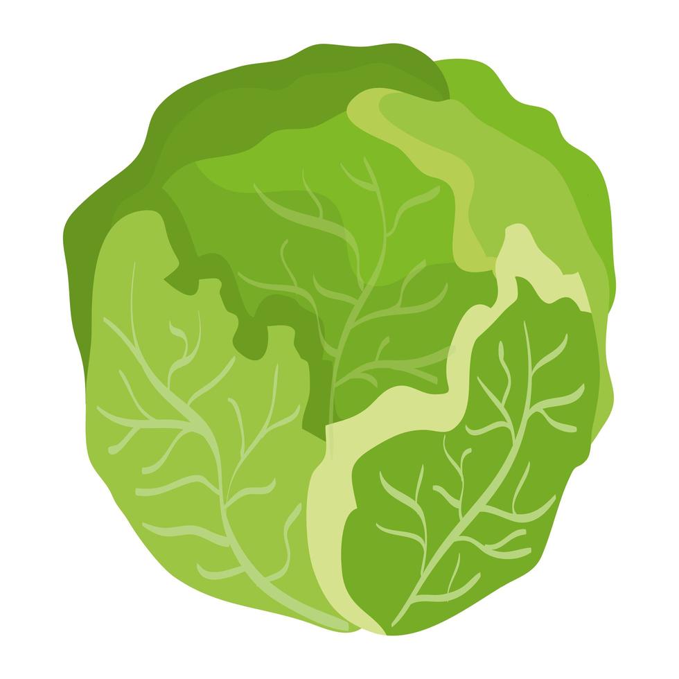 repollo fresco vegetal saludable icono vector