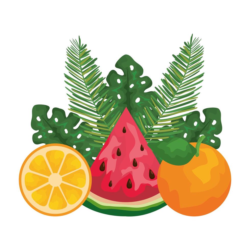orange and watermelon with leafs palms vector