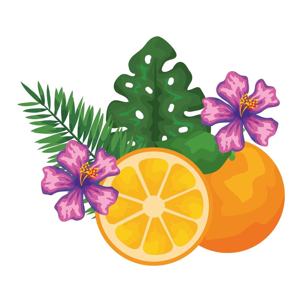 orange citrus fruit with leafs and flowers vector