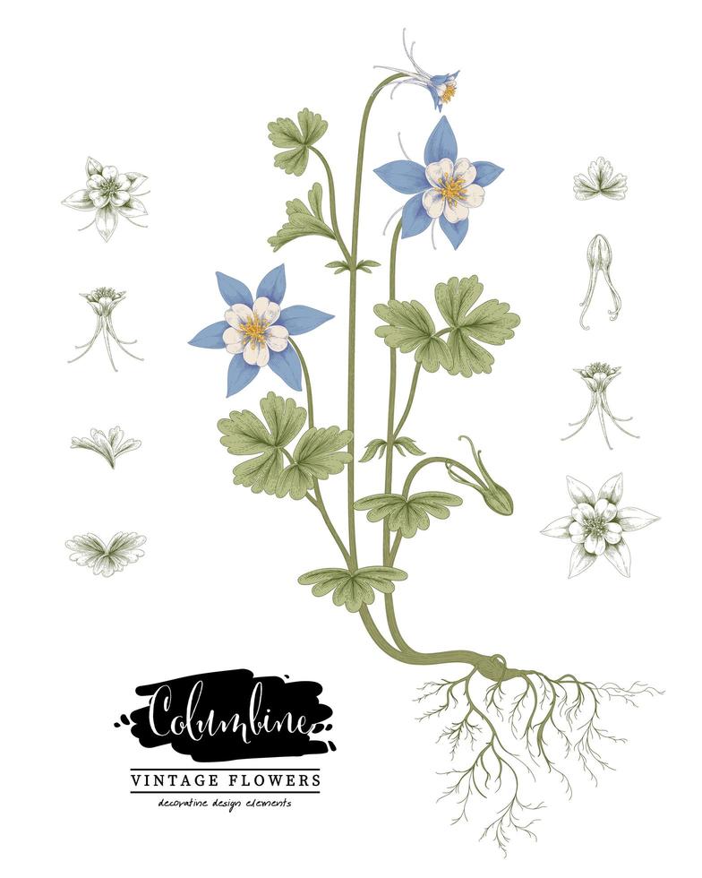 bosquejo conjunto decorativo floral. dibujos de flores de Columbine. arte de línea vintage aislado sobre fondos blancos. ilustraciones botánicas dibujadas a mano. vector de elementos.