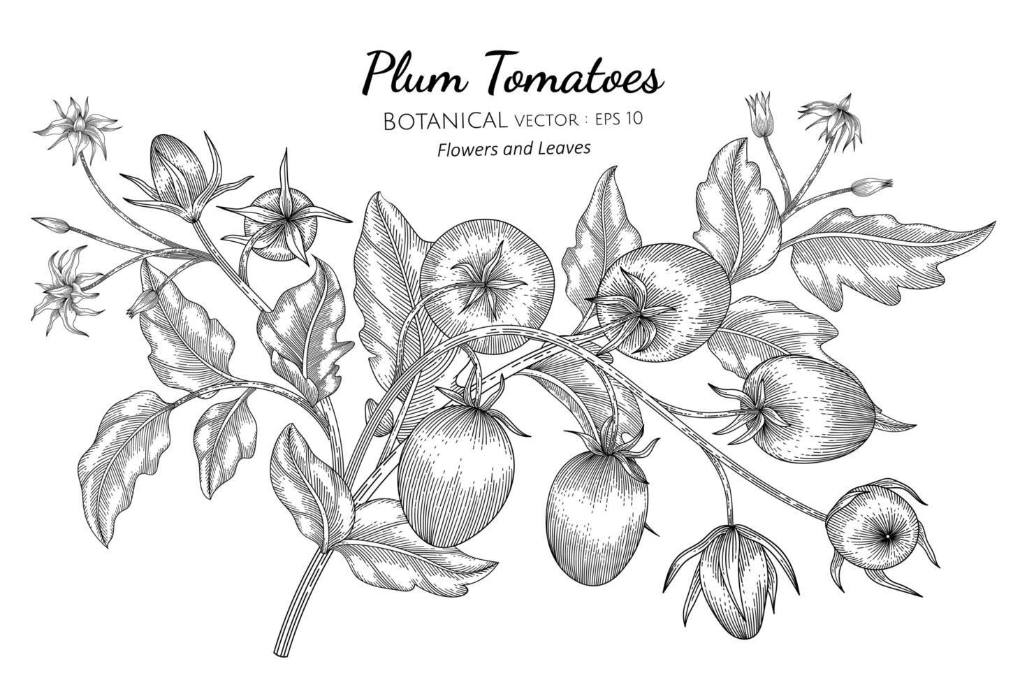 Ilustración botánica dibujada a mano de tomate ciruela con arte lineal sobre fondo blanco vector