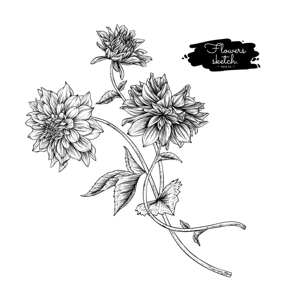 Dahlia flower drawings. vector