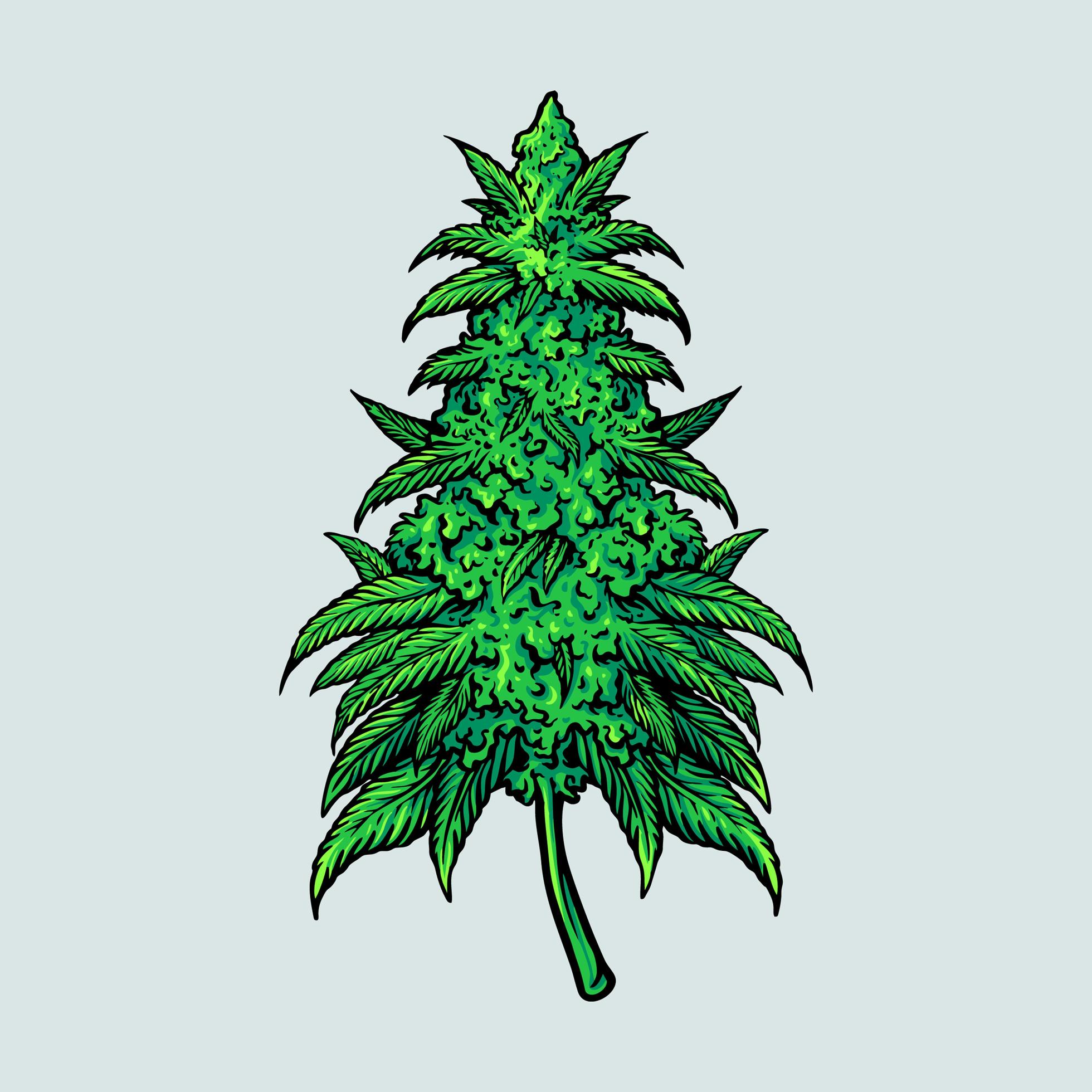 Medical Cannabis Leaf Plant.