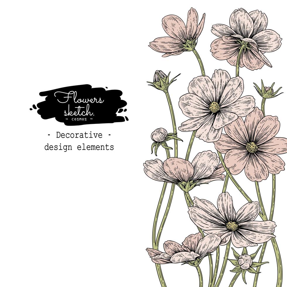 Cosmos flower drawings. vector