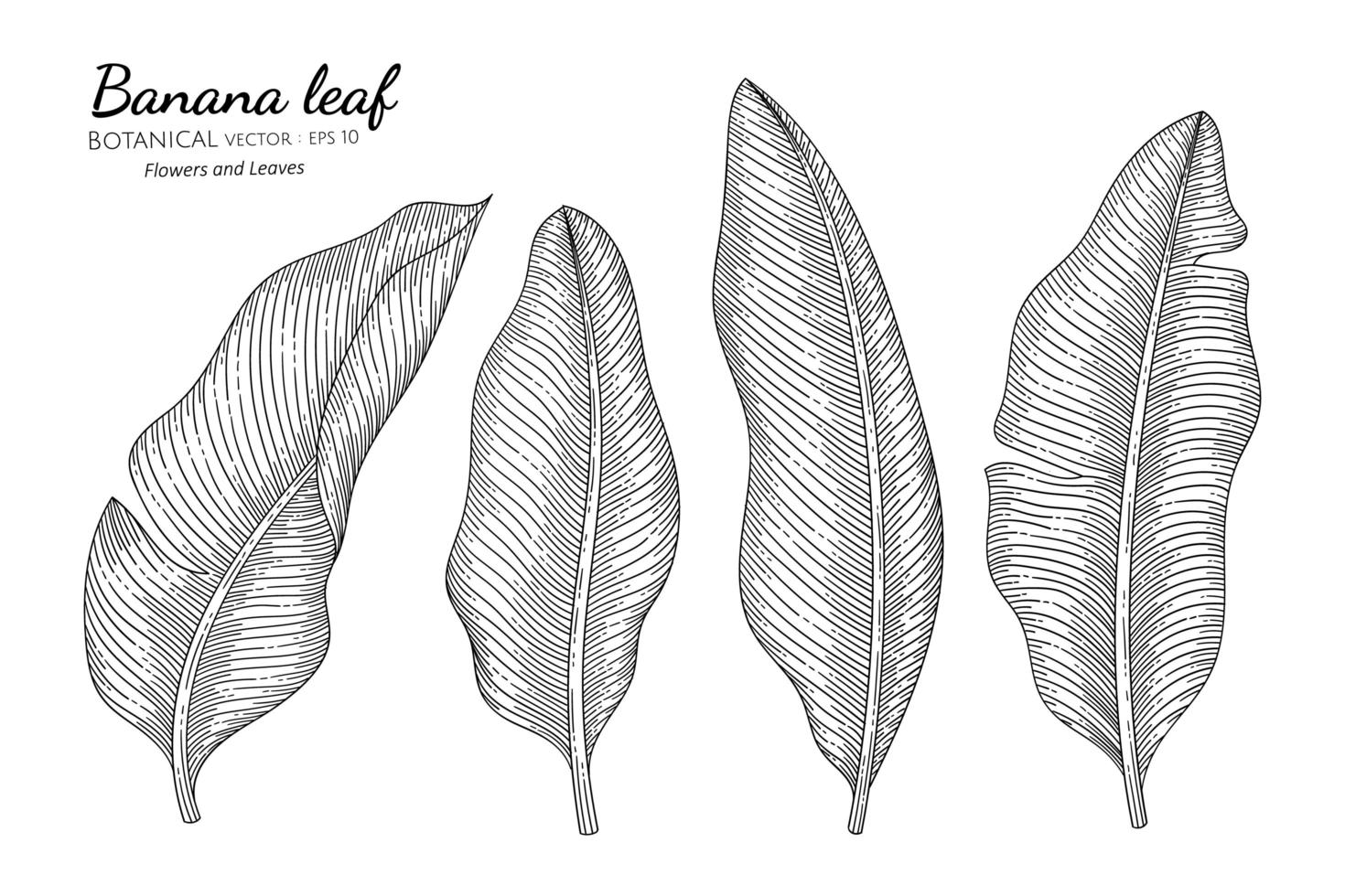 Ilustración botánica dibujada a mano de hoja de plátano con arte lineal sobre fondos blancos vector