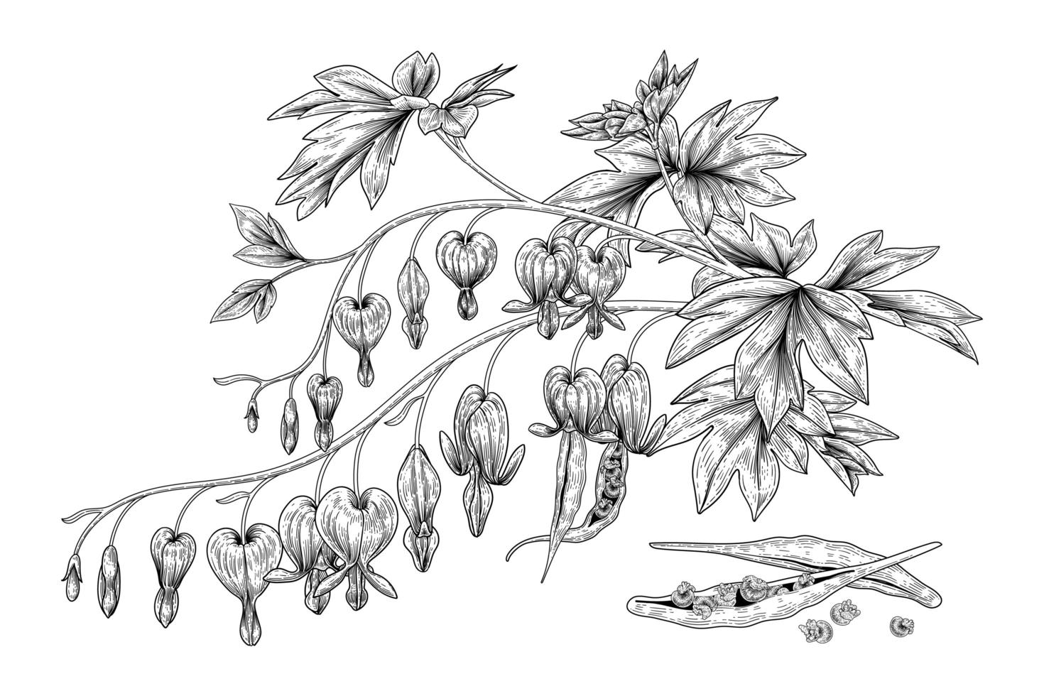 set of Bleeding Heart flower Hand Drawn Botanical Illustrations. vector
