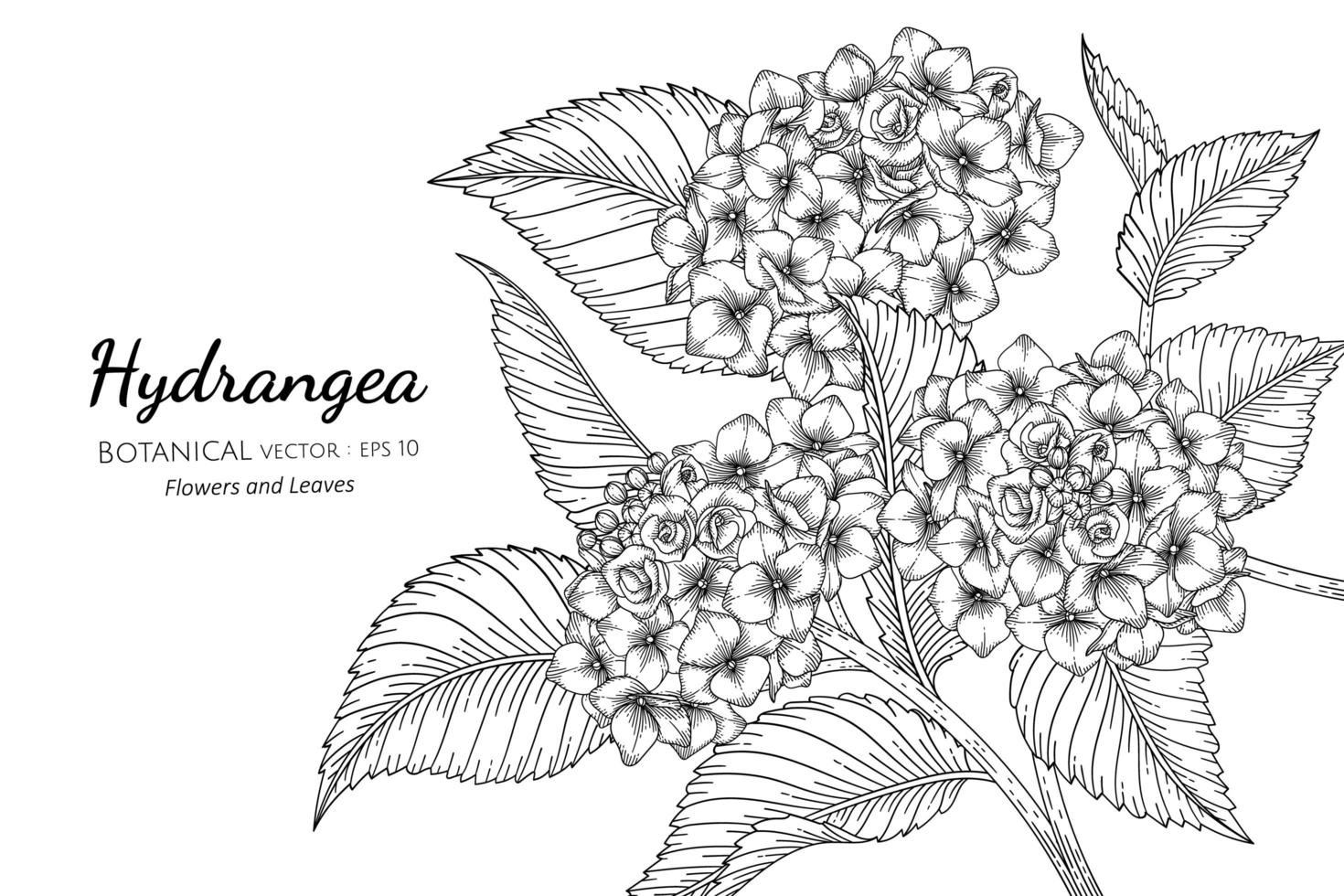 Hydrangea flower and leaf hand drawn botanical illustration with line art on white background vector