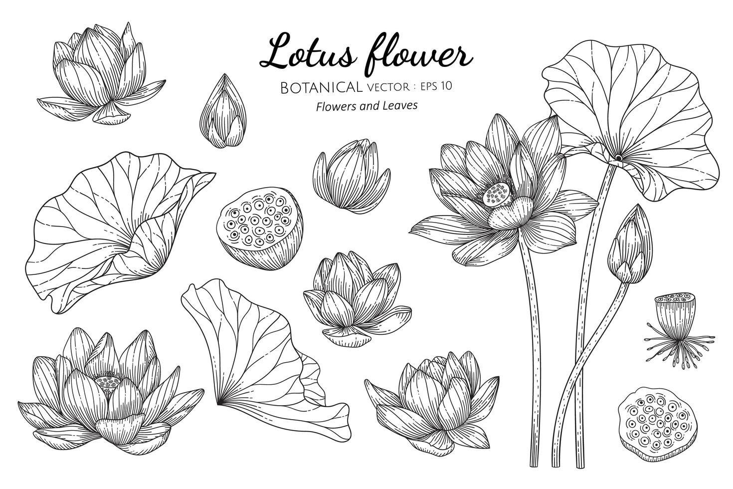 conjunto de flor de loto y hoja ilustración botánica dibujada a mano con  arte lineal sobre fondos blancos 1933198 Vector en Vecteezy