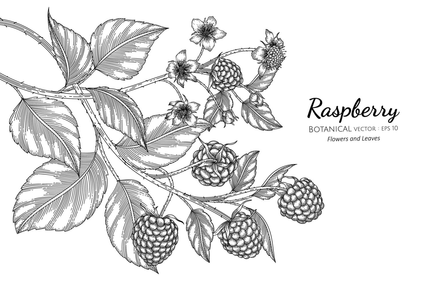 Raspberry hand drawn botanical illustration with line art on white background vector