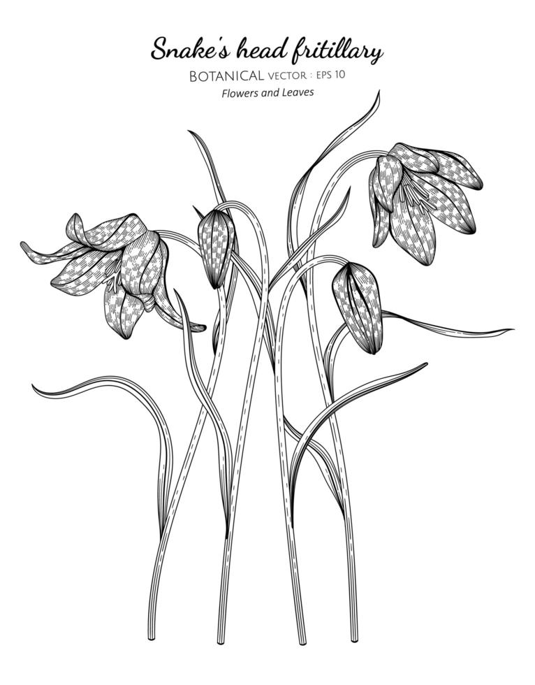 Snake's head fritillary flower and leaf hand drawn botanical illustration with line art on white backgrounds vector