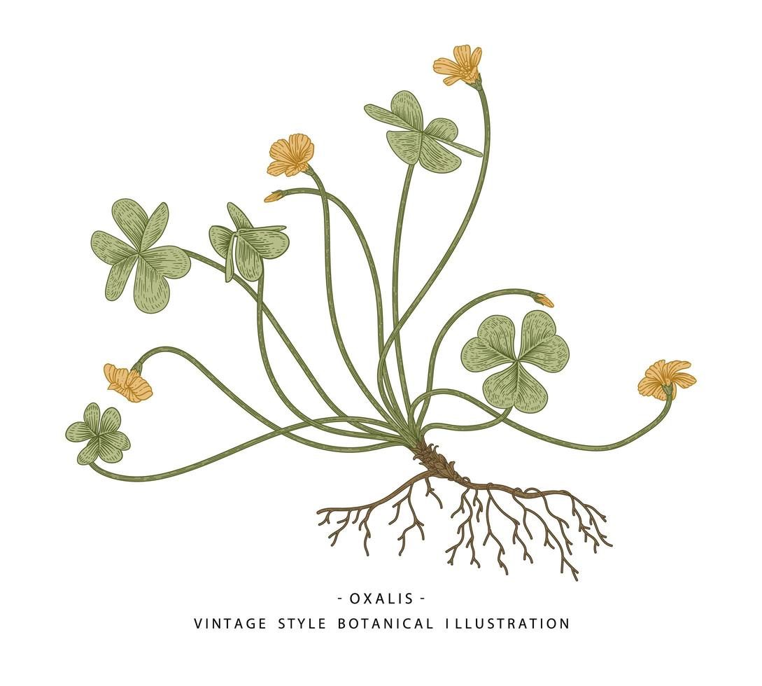 Wood Sorrel or Oxalis acetosella Hand Drawn Botanical Illustrations. vector
