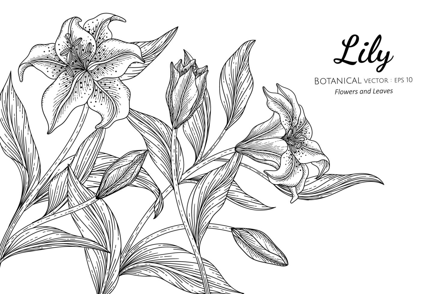 Lily flower and leaf hand drawn botanical illustration with line art on