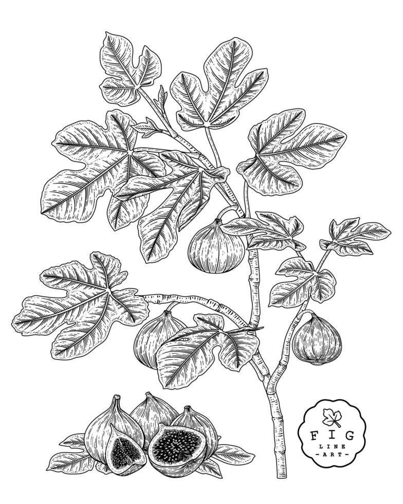 Fig fruit Hand Drawn Botanical Illustrations. vector