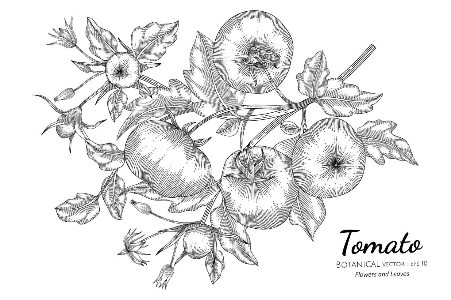 Tomato hand drawn botanical illustration with line art on white background vector
