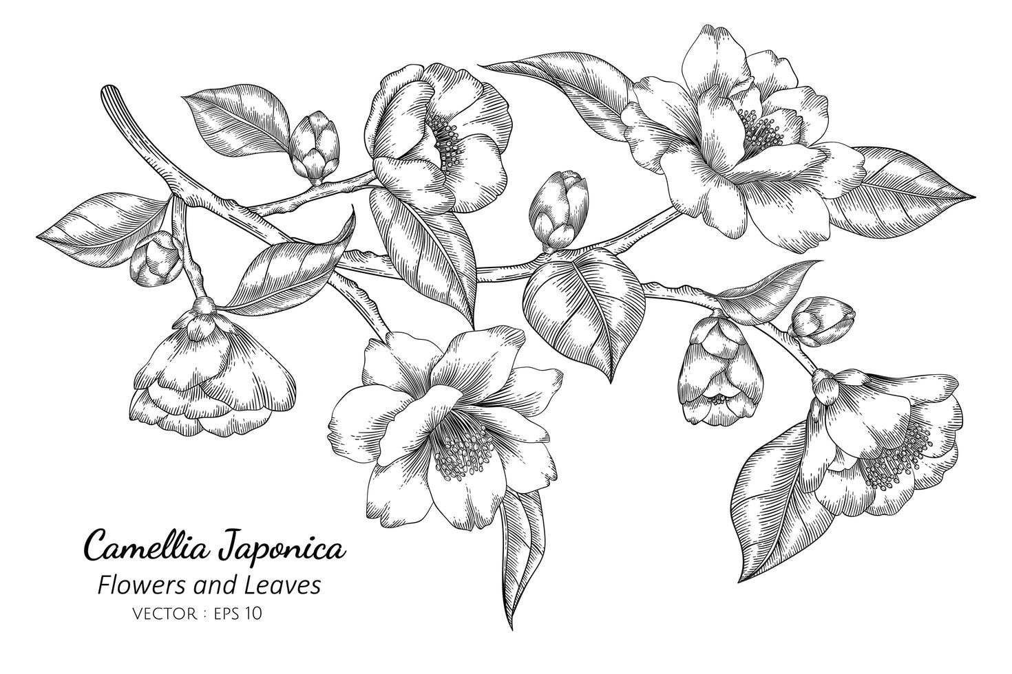 Ilustración de dibujo de flores y hojas de camellia japonica con arte lineal sobre fondos blancos vector