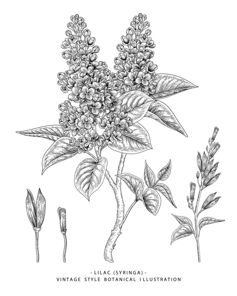 Lilac or syringa flower drawings. vector