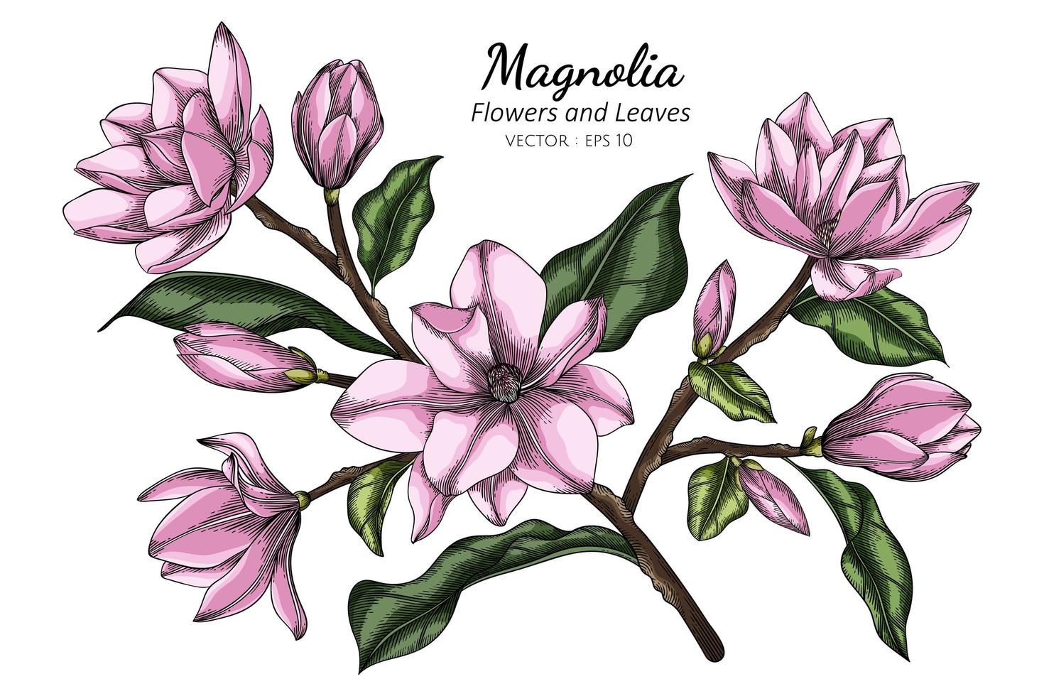 Ilustración de dibujo de flor y hoja de magnolia rosa con arte lineal sobre fondo blanco vector