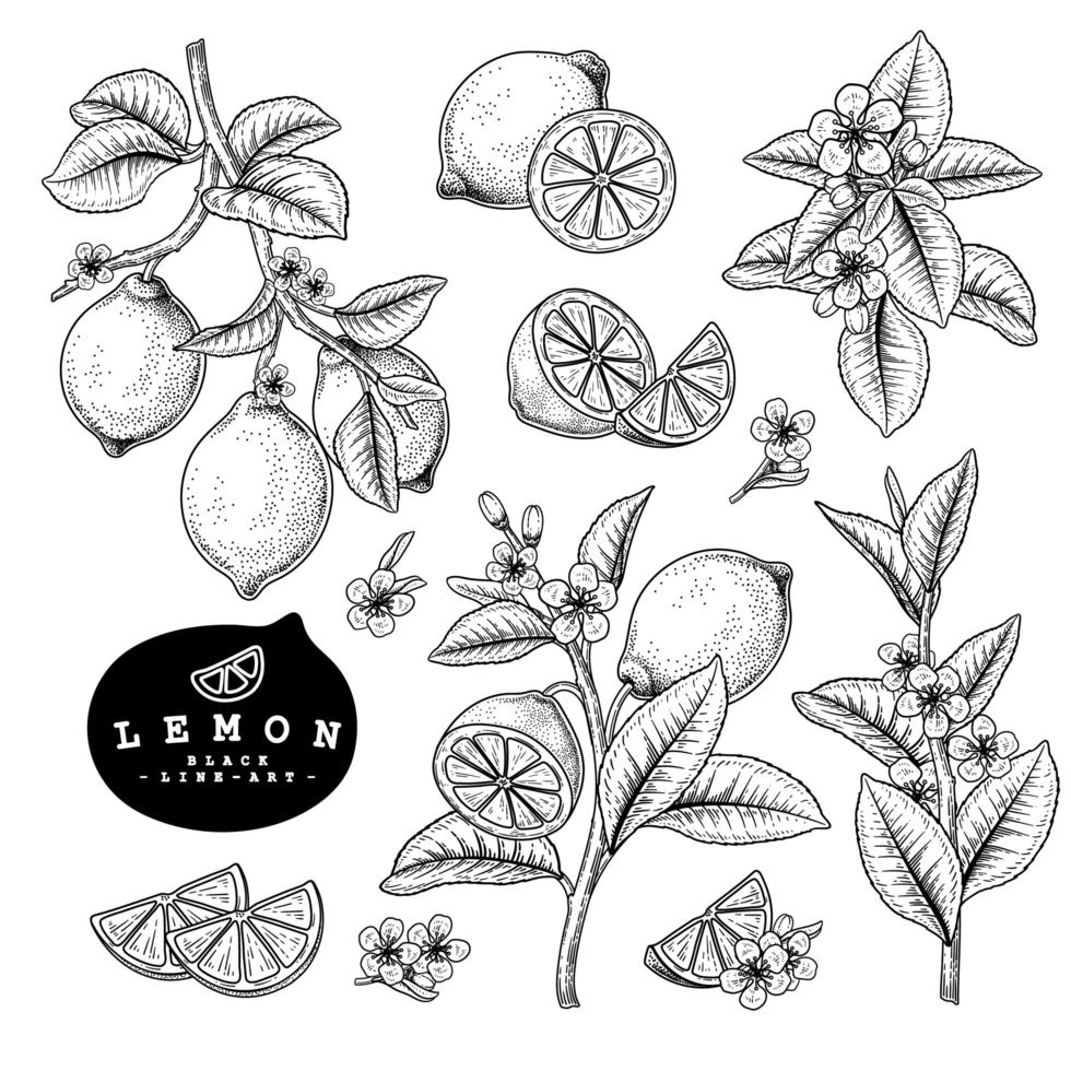 Lemon Citrus fruit Hand Drawn elements vector