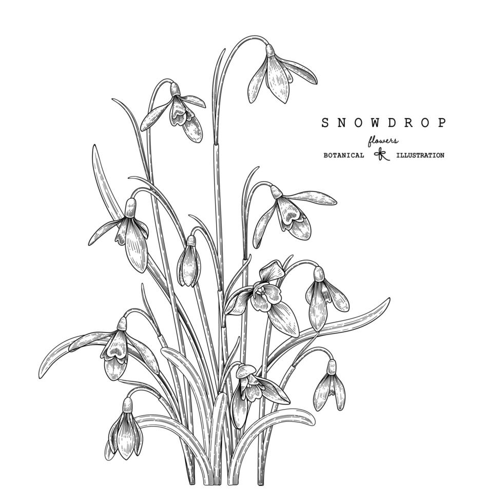 Snowdrop flower drawings vector