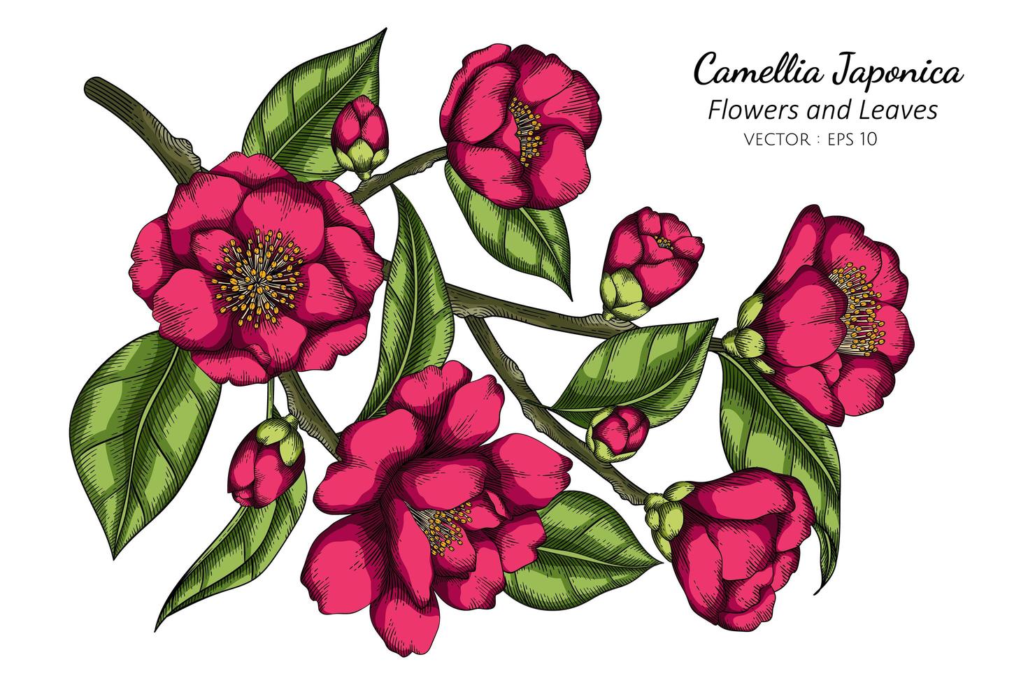 Pink camellia japonica flor y hoja dibujo ilustración con arte lineal sobre fondo blanco. vector