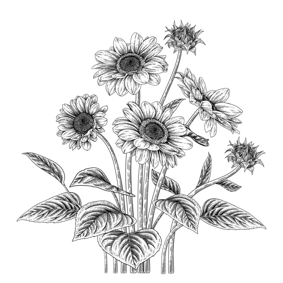 dibujos botánicos de girasol vector