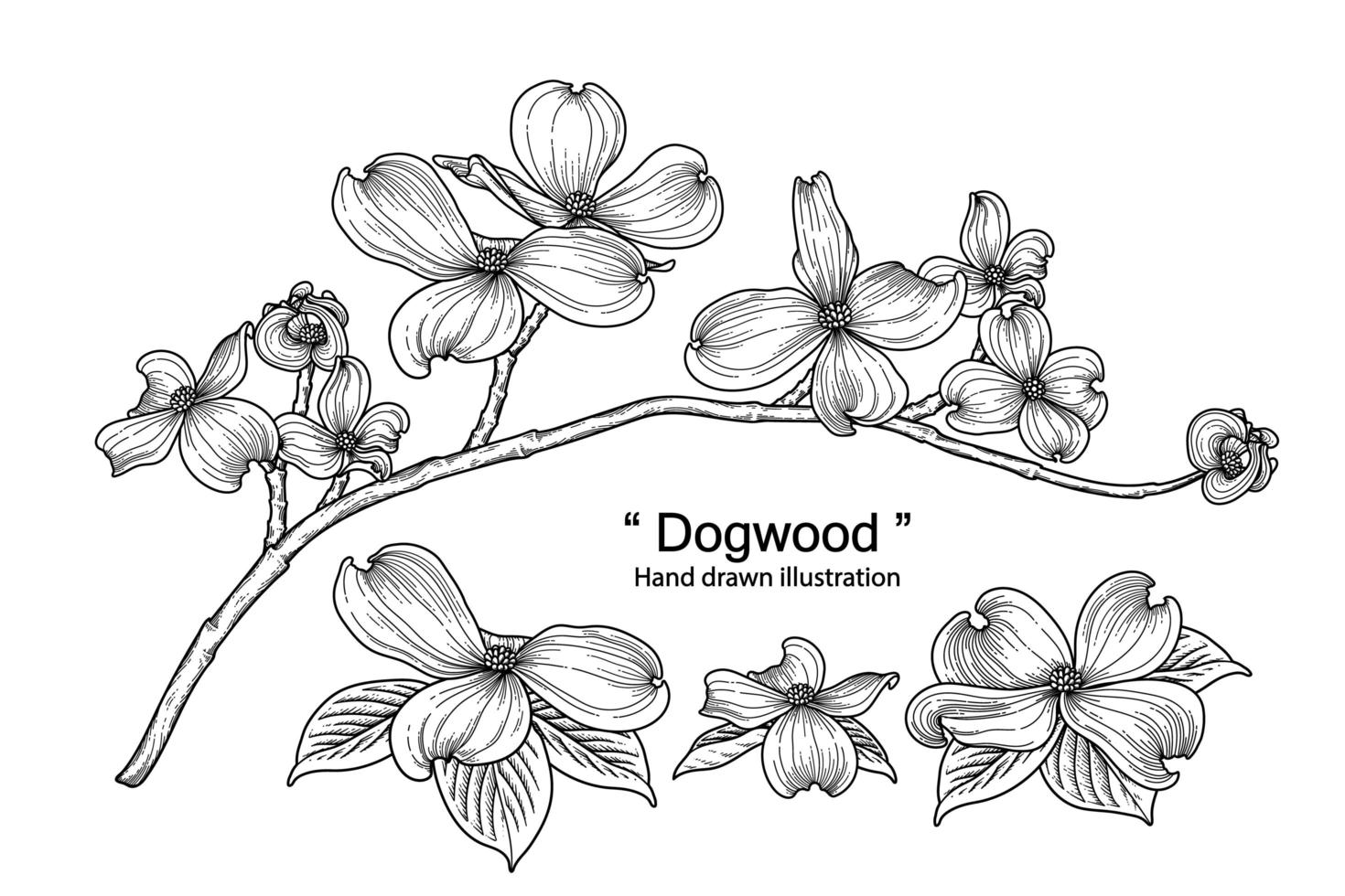 dogwood flower drawings. vector