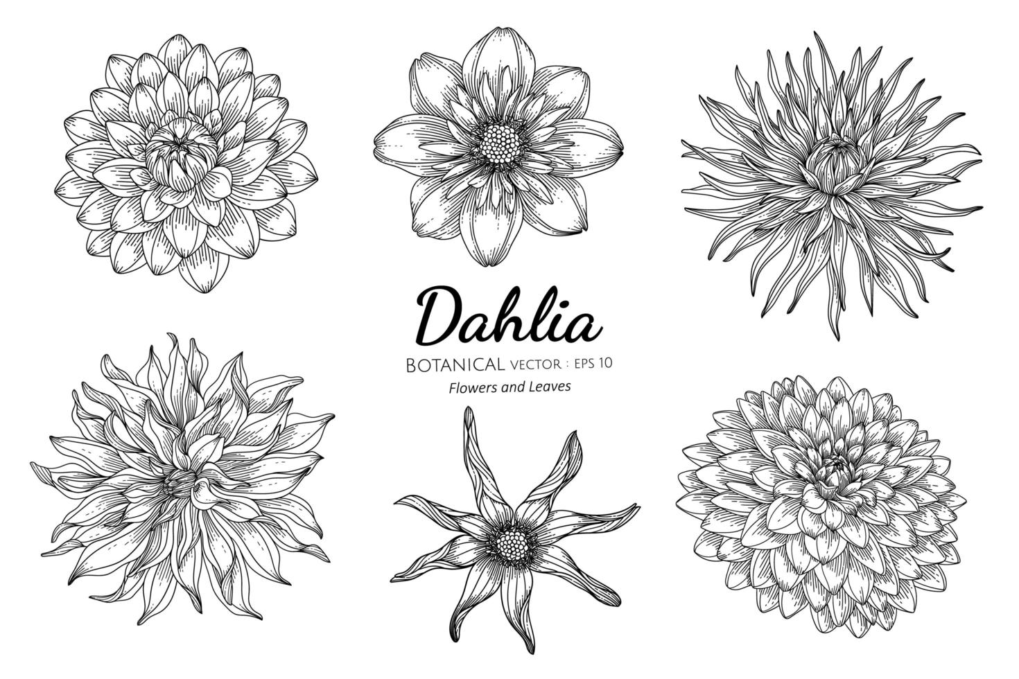 Set of Dahlia flower and leaf hand drawn botanical illustration with line art on white background vector