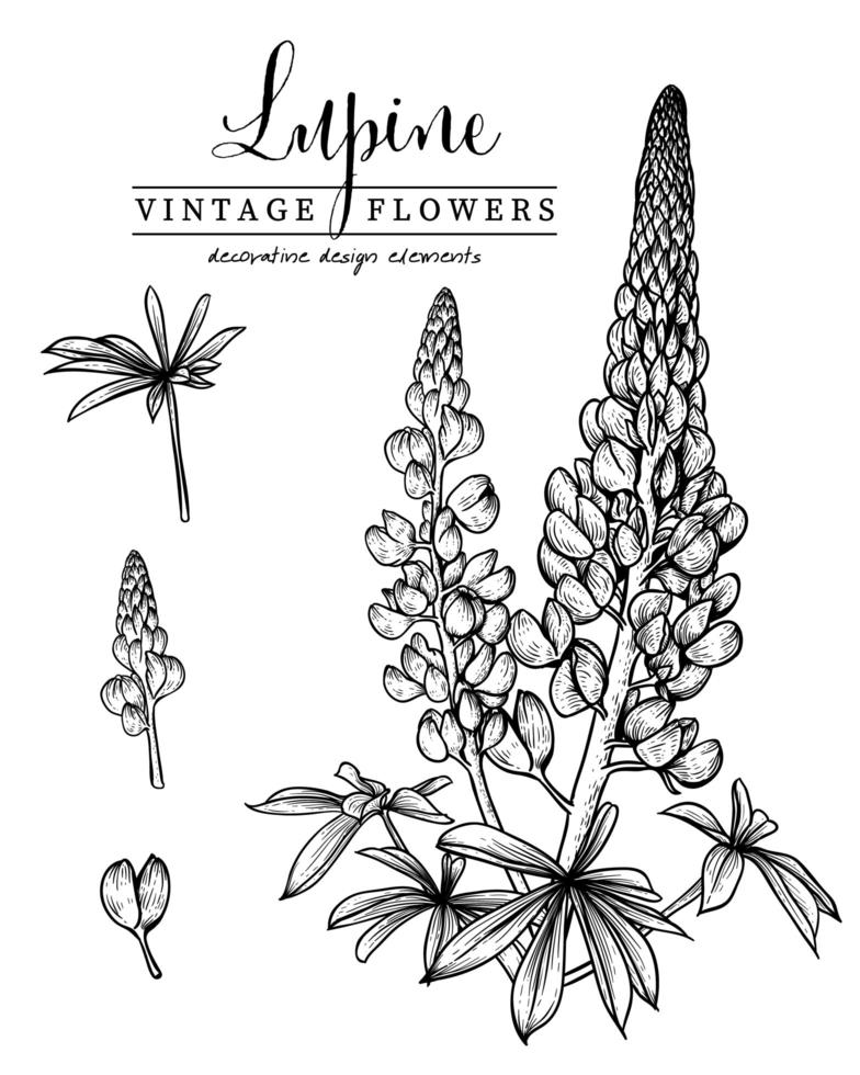 Lupin flower Hand Drawn Botanical Illustrations. vector