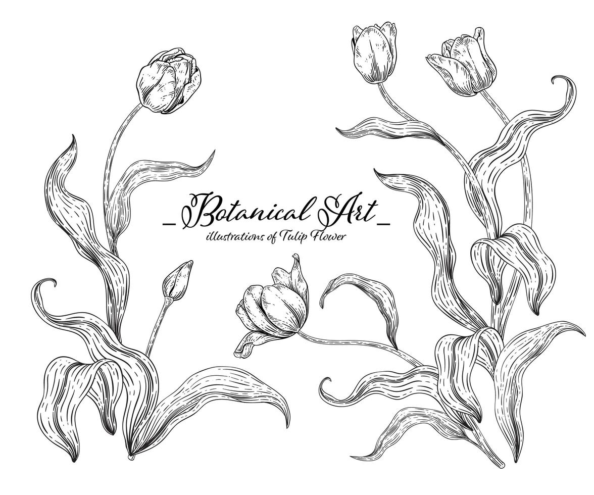 Tulip flower Hand Drawn Botanical Illustrations. vector