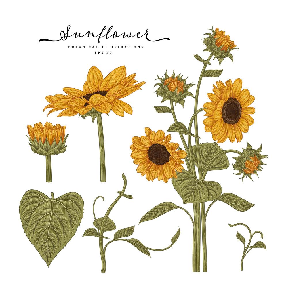 Sunflower Highly-detailed drawings. vector