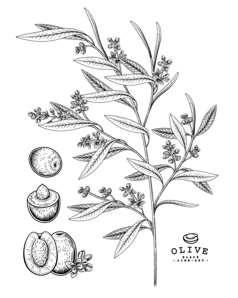 Olive Hand Drawn Botanical Illustrations. vector