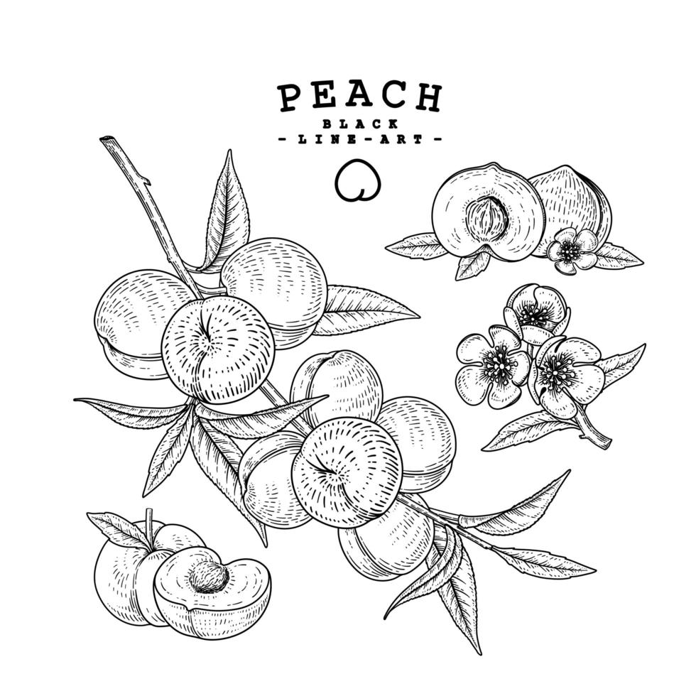 Peach Fruit drawings. vector