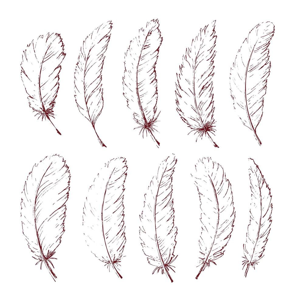 Hand drawn feathers vector