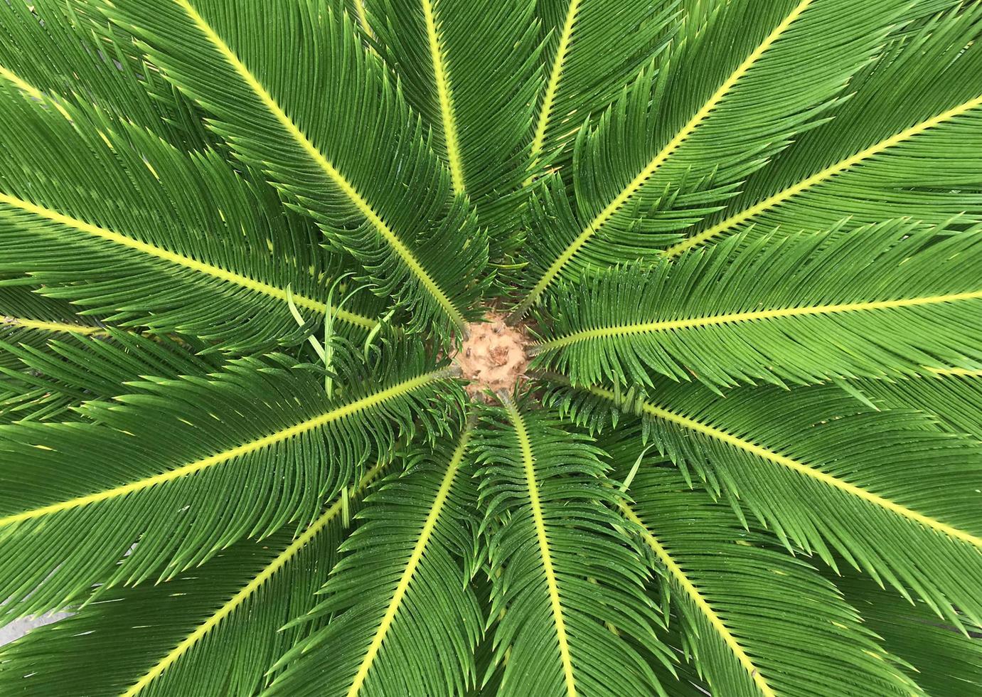 Top view of palm tree photo