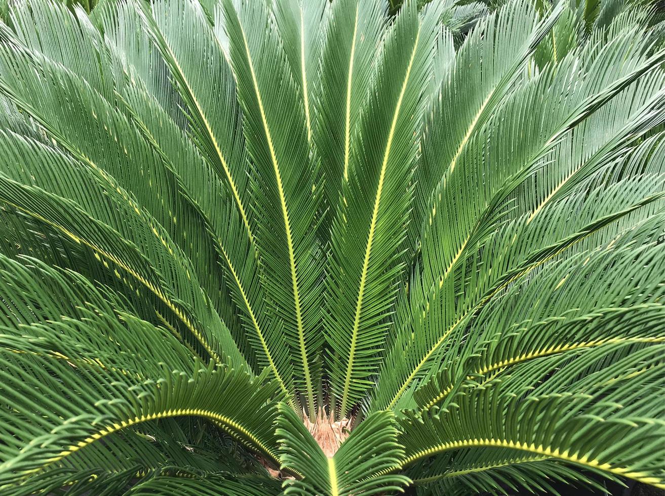 Fern tree close-up photo