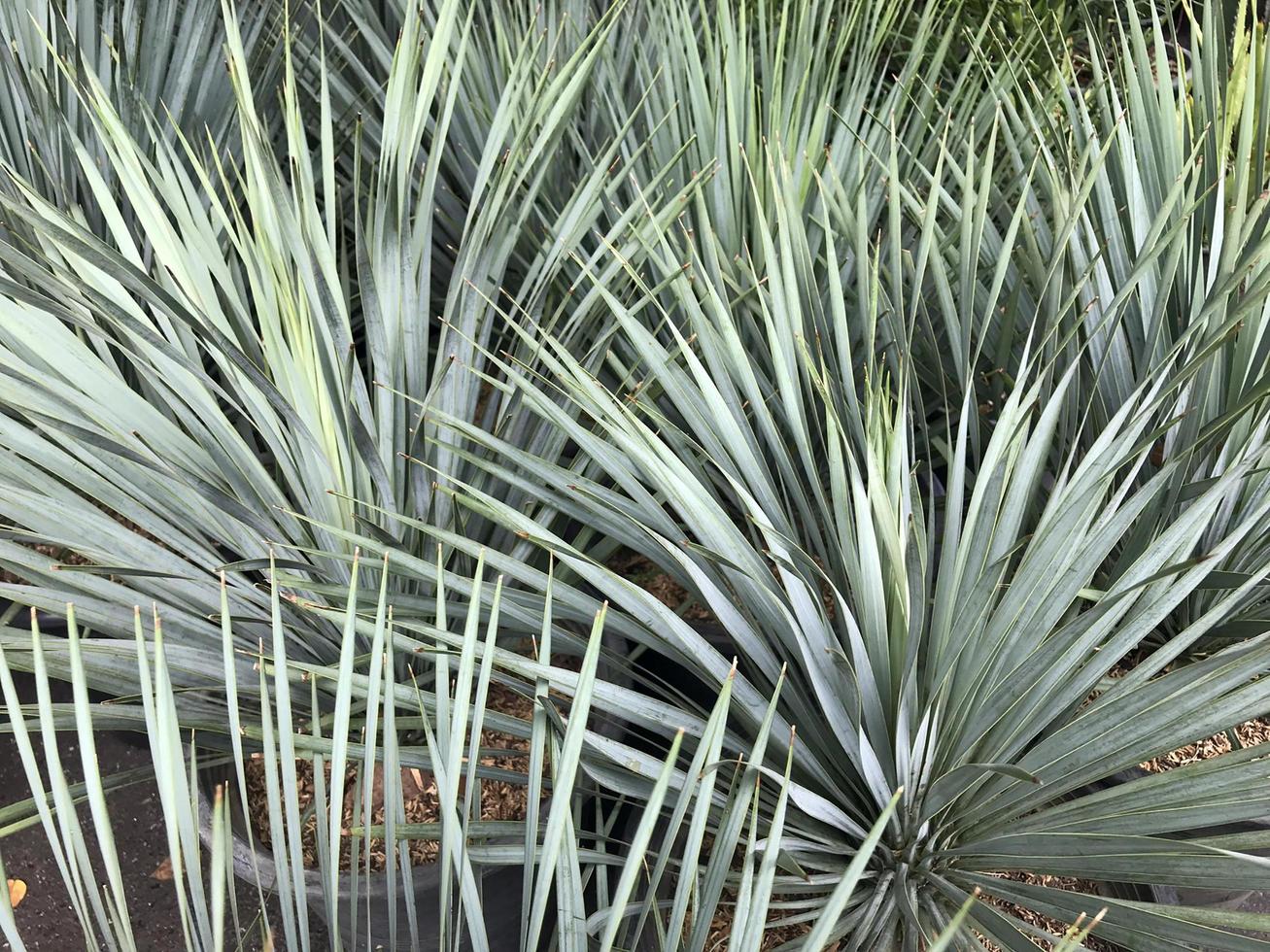 plantas tropicales puntiagudas foto