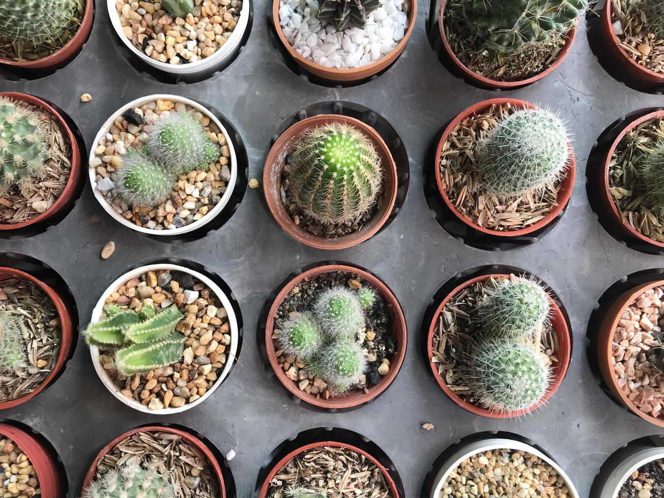 Top view of potted cacti plants photo