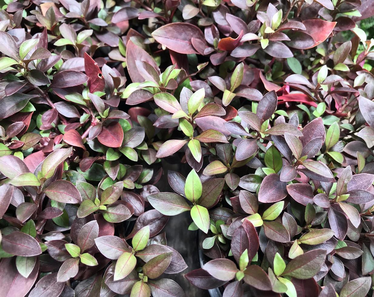 Purple and green leaves photo