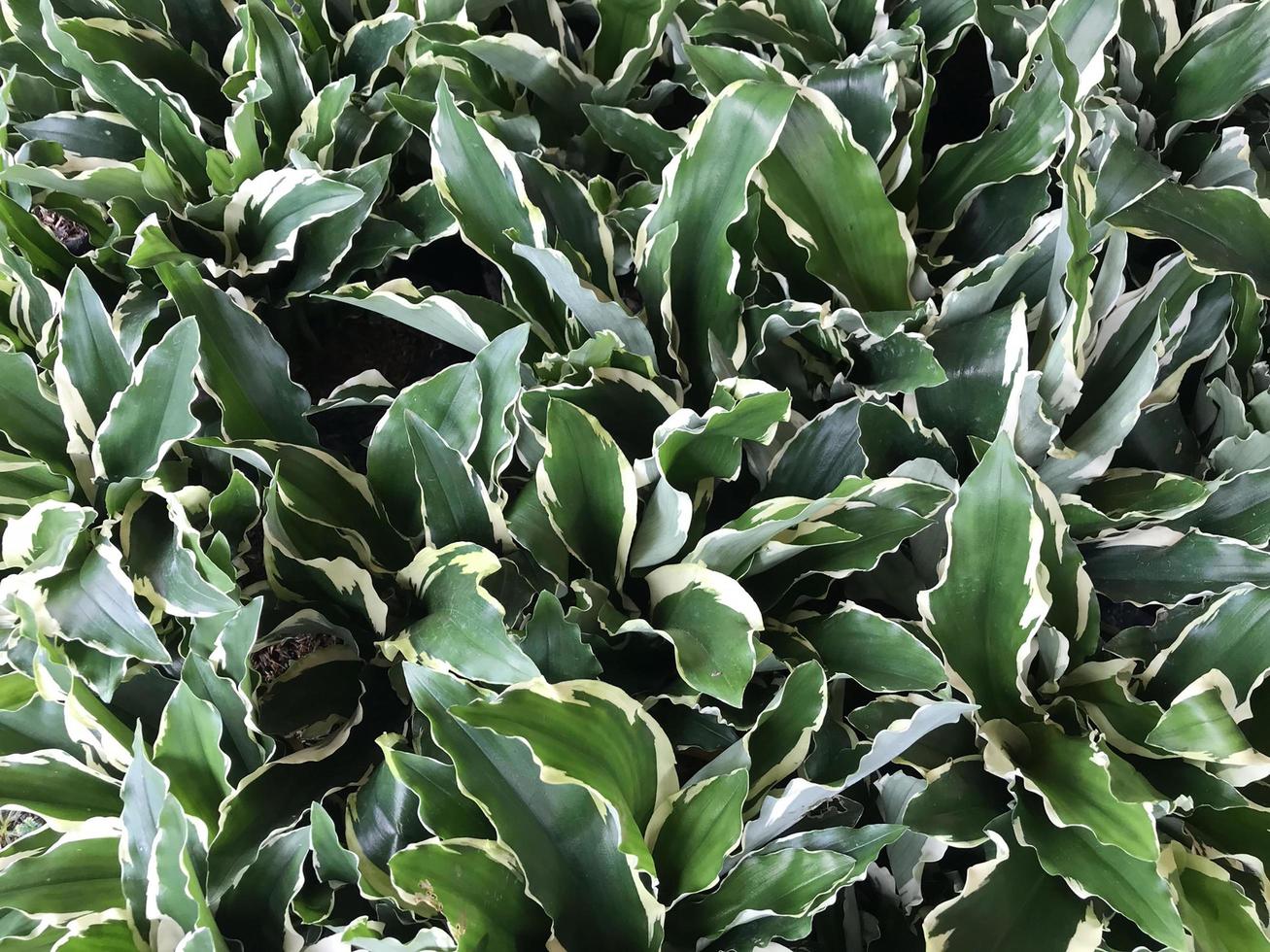 Bunch of green leaves outside photo