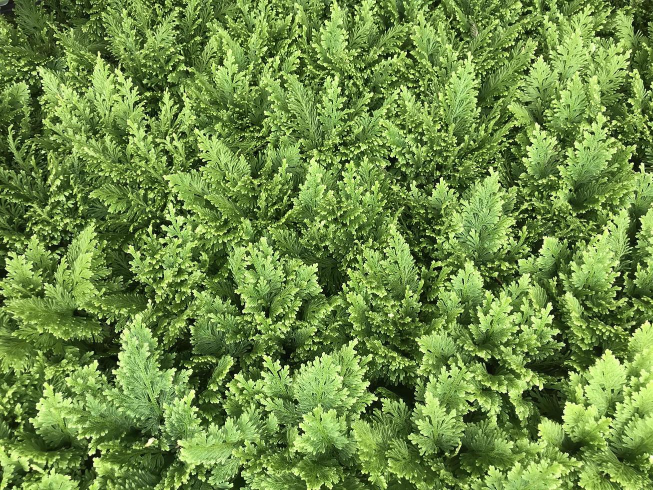 Fresh fern leaves photo