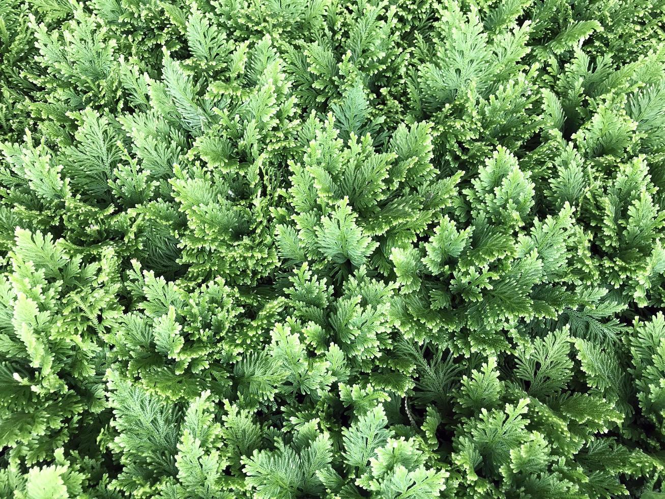 Bright fern leaves photo